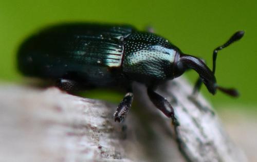 Aulacobaris sp.